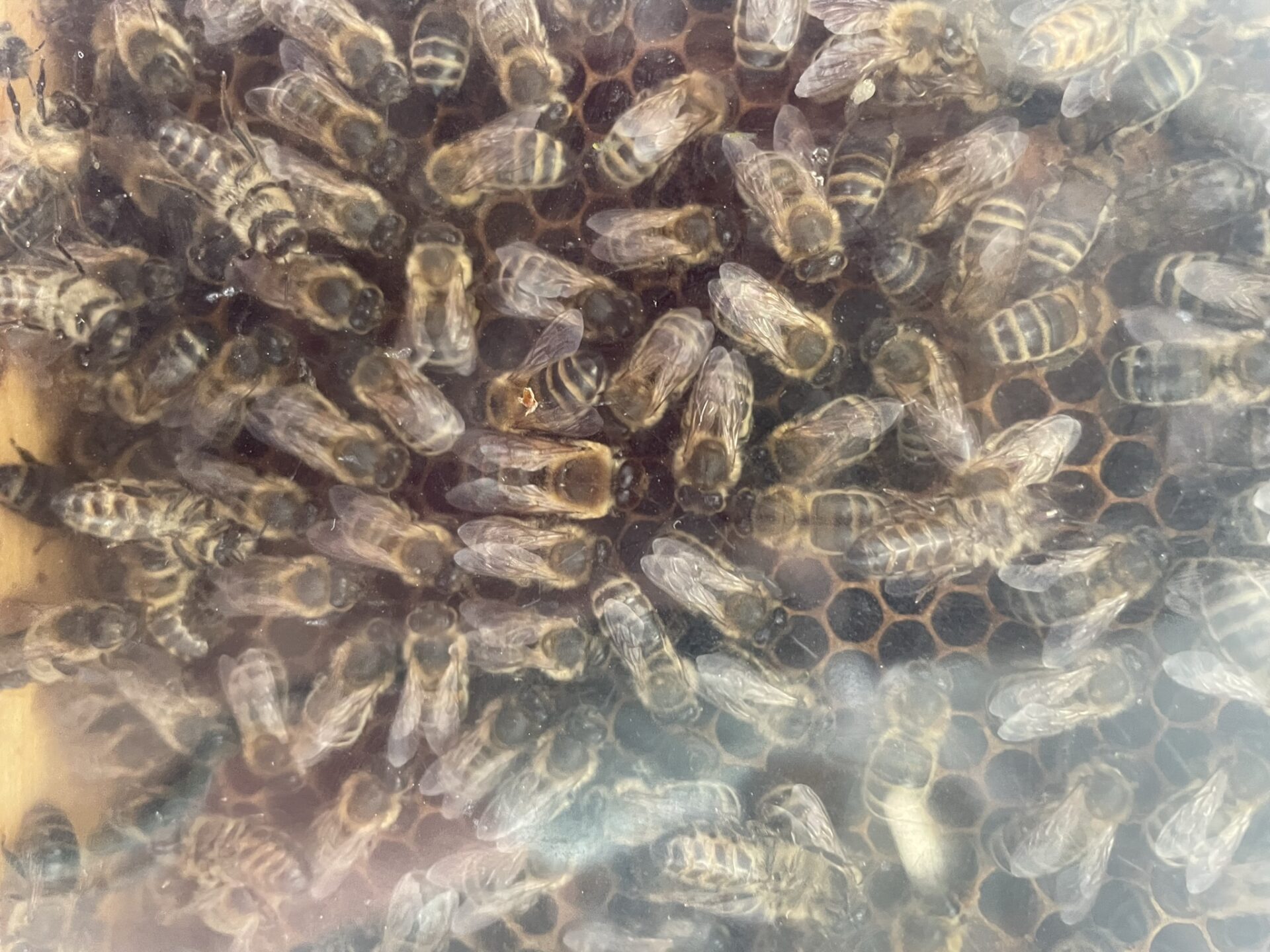 Bienenstock erleben
